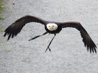 Weisskopfseeadler 131